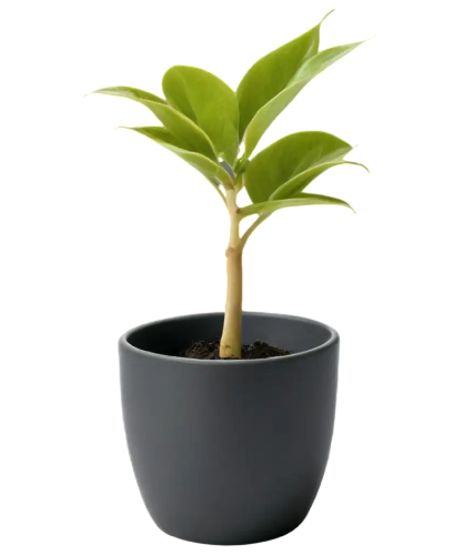 Plant Pot